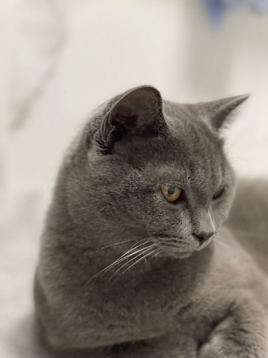 Продаётся красивый британский кот.