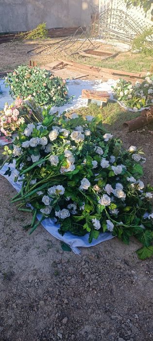 Хитой суний гуллари