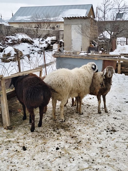 Кошкар сатылады 1шт 180,000