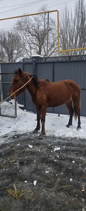 Продам кобылу жерёбую!