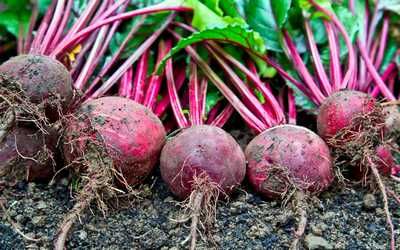 Свекла Петропавловске