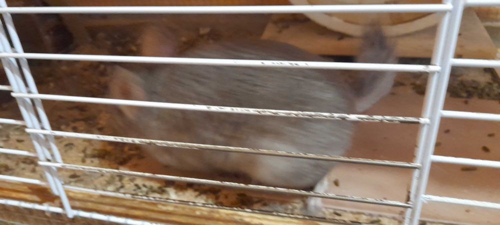 Чинчили  с пълно оборудване