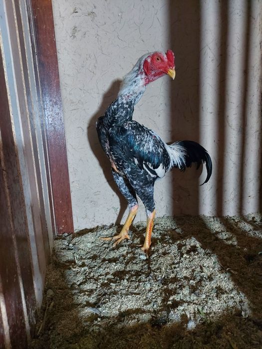 Avgusta chiqan juja sotiladi