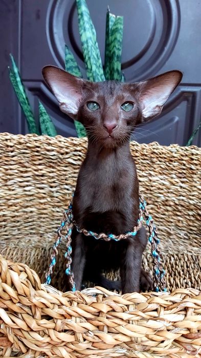 Ориентальный КОТЁНОК