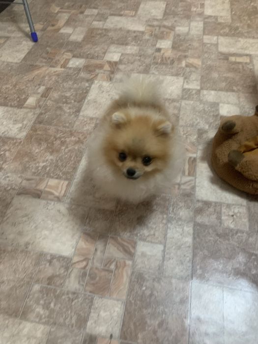 Померанский Мини шпиц