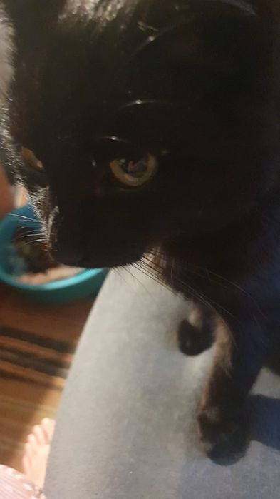 Motan negru frumos pentru adoptie