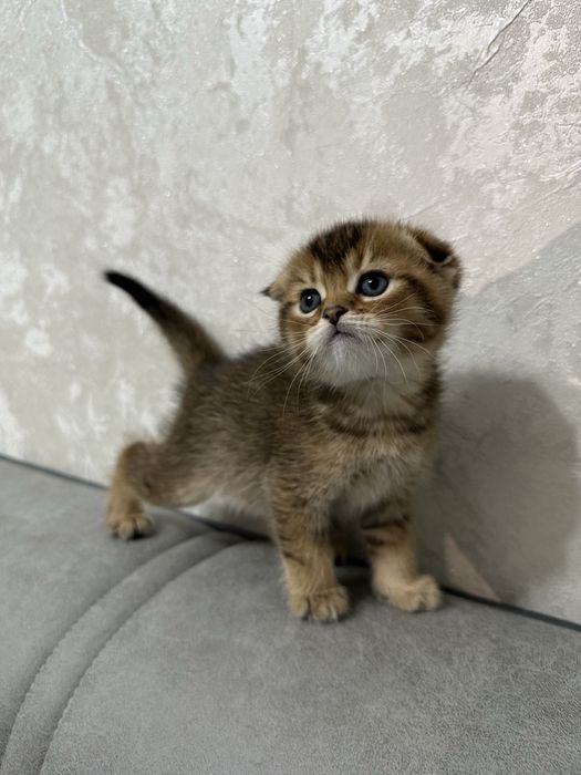 Продаются чистокровные котята вислоухая золотая шиншилла, страйд, фолд