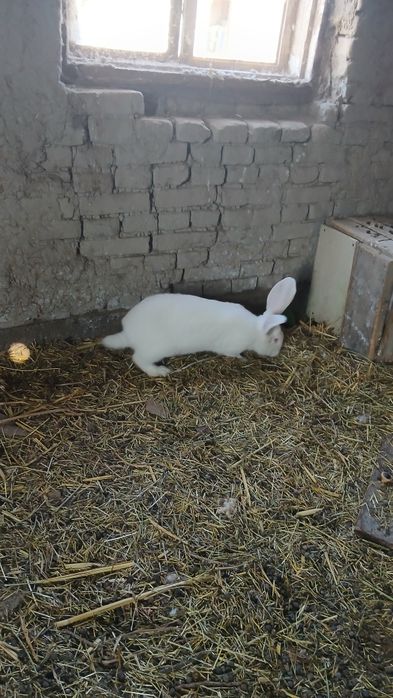 Фландр куён сотилади 8 ойлик