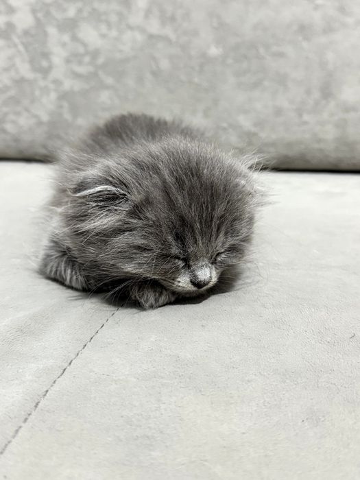 Продается вислоухий крупный котенок