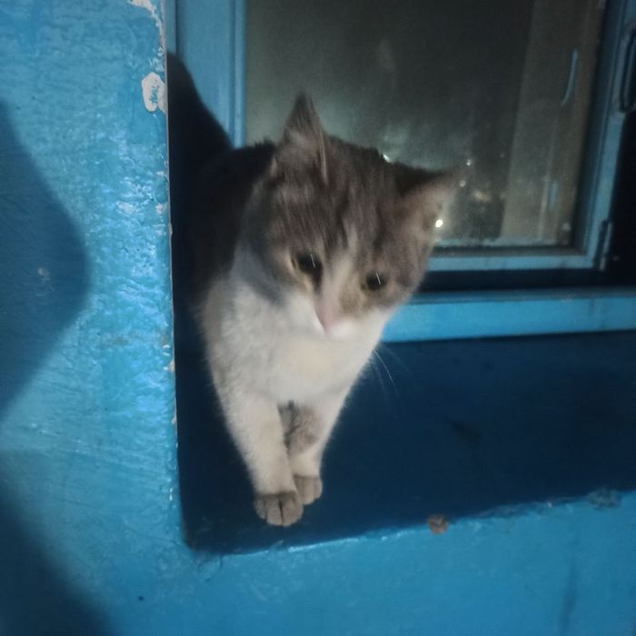 Кошечка в добрые руки