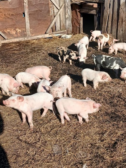 Набираю клиентов на поросят