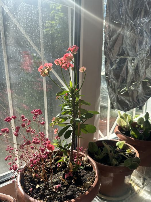 Комнатные растения