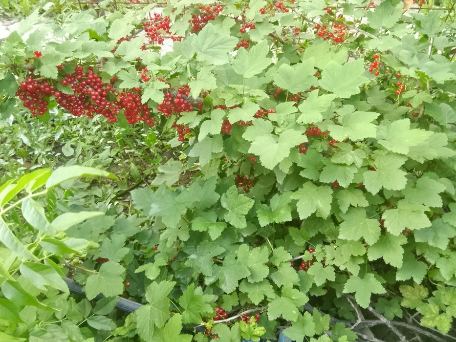Дом и сад. Продажа  к расной смородины