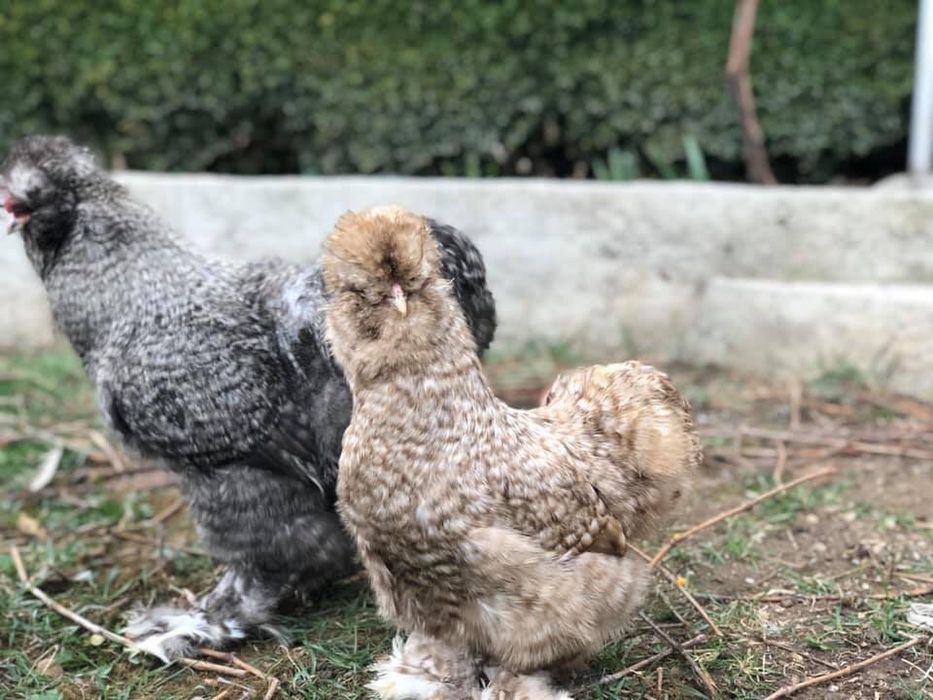 Продавам яйца и пилета от Копринките на снимките