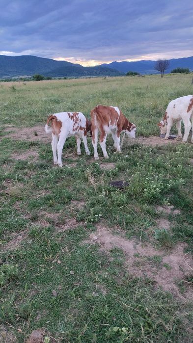 Vând vitei înțărcați