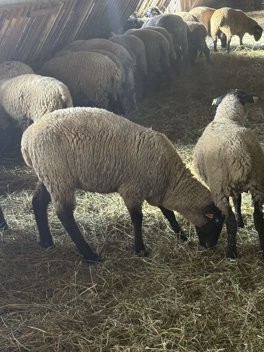 Mieluțe rasa Suffolk cu vârsta de peste 6 luni.