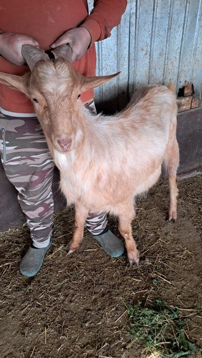 Tap si capra pentru pastrama