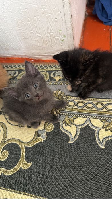 Маргаулар котята