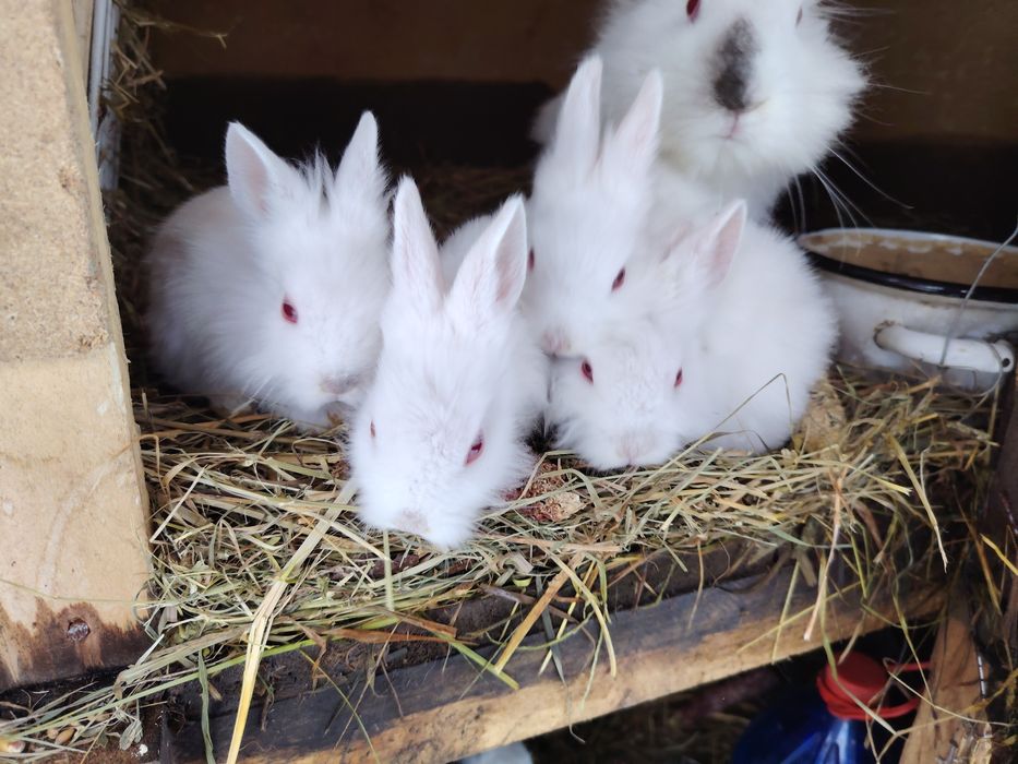 Iepuri de vânzare cap de leu și metisuri