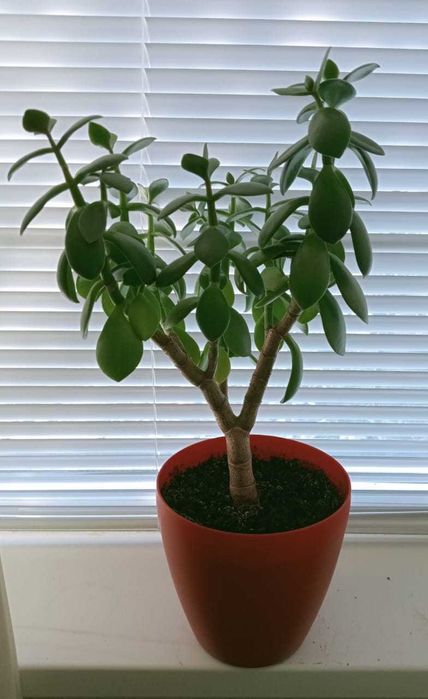 Комнатные цветы Зачаганск