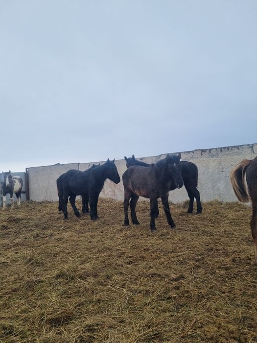 Еркек жабагылар  сатылады