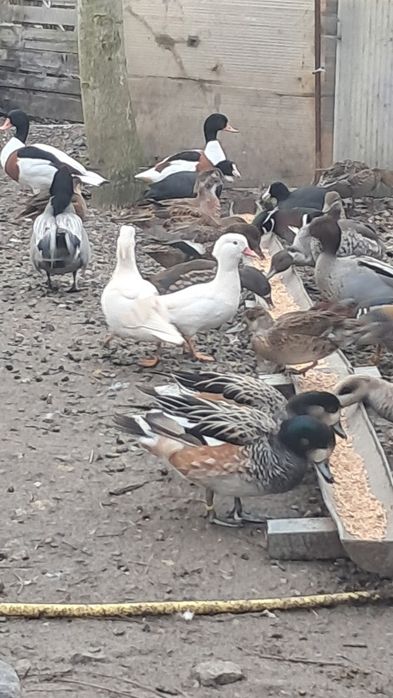 pui rată mandarin