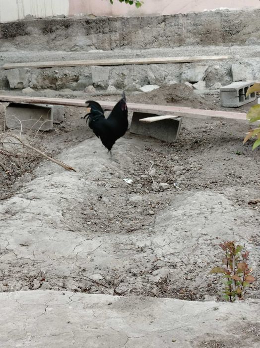 Марг'илонда ухаюл хуроз кон бузгани алишамиз