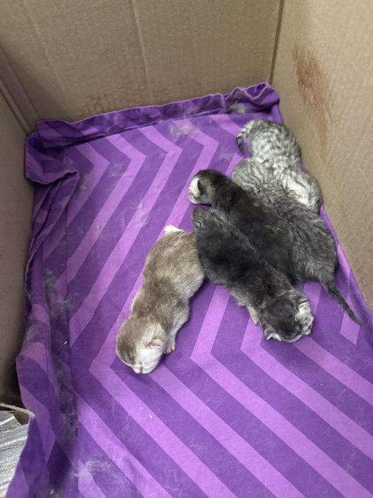 Котята а хорошие руки срочно