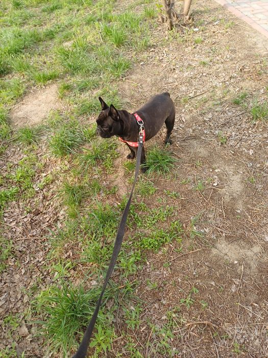 Собака ( французский бульдог )