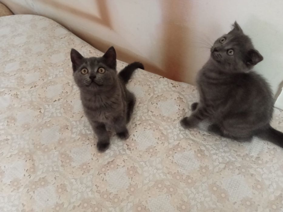 Вислоухие котята