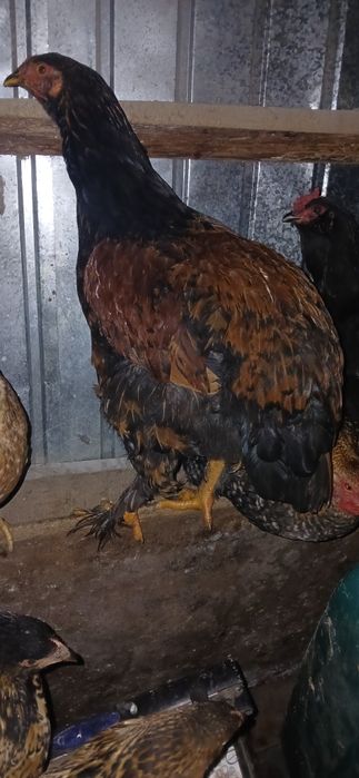 Vând cocoși încălțați