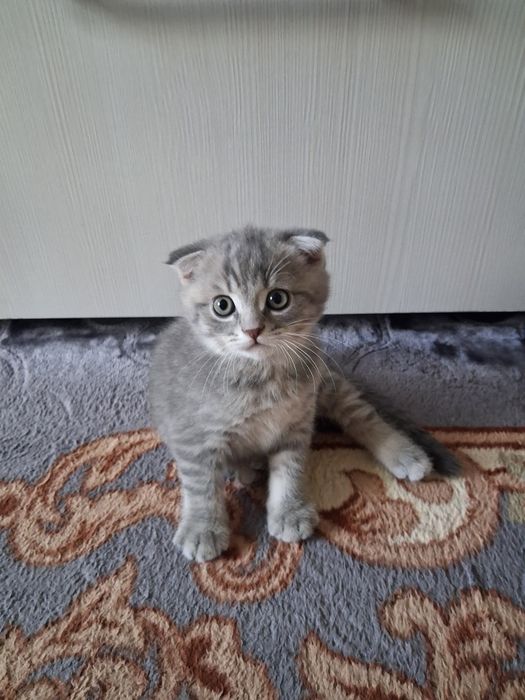 Котята готовы к переезду