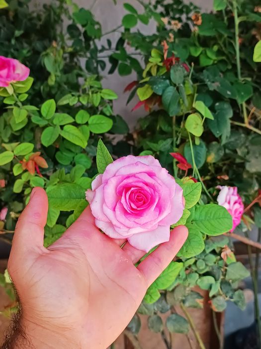 Shtampoviy atirgullar sotamiz har xil turdagi