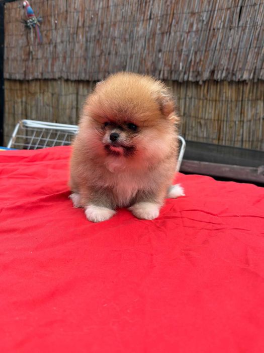 Fetita pomeranian