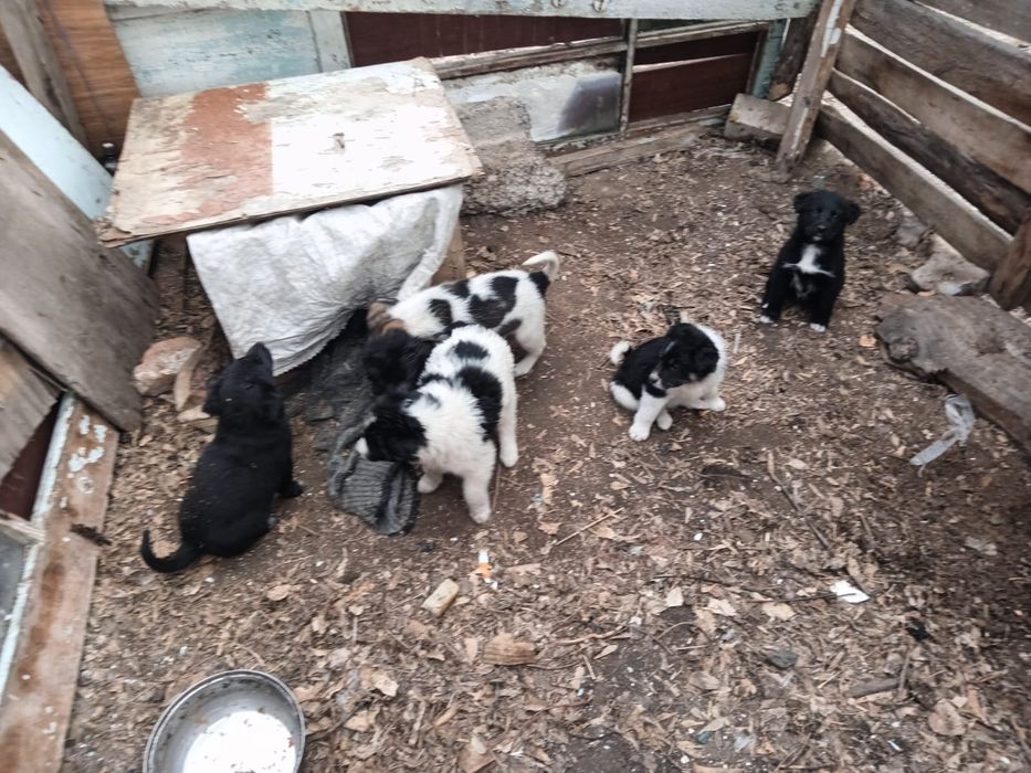 Щенки . Капельки.