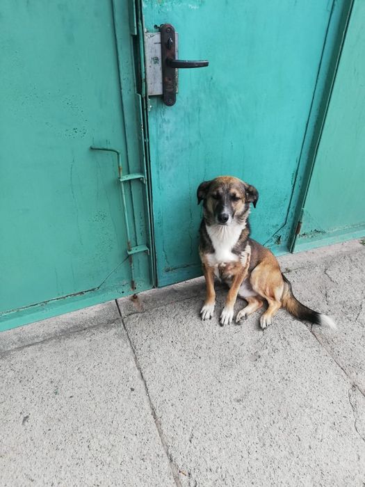 Пропала собака  кличка Арчи