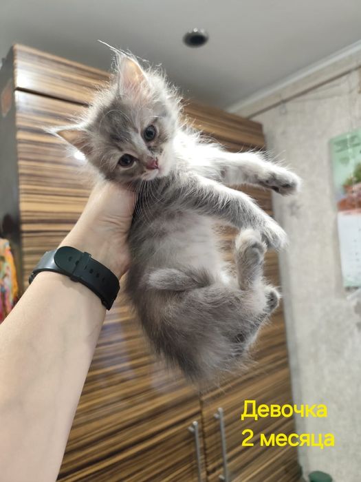 Отдам котят в добрые руки