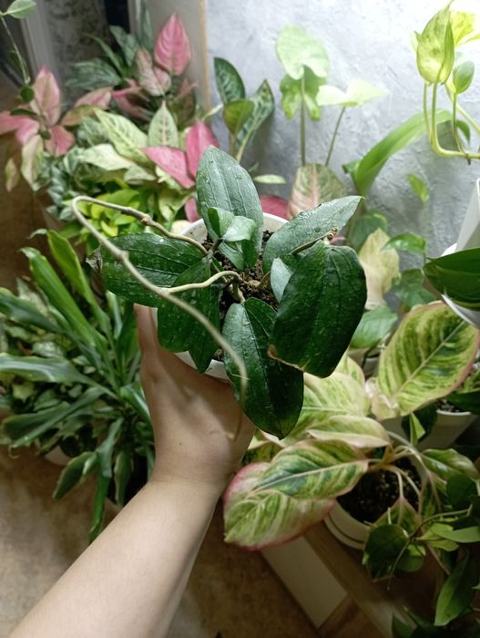 Комнатные растения