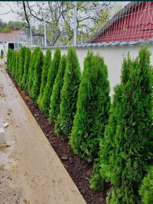 Vând tuia smaragd de mai multe dimensiuni