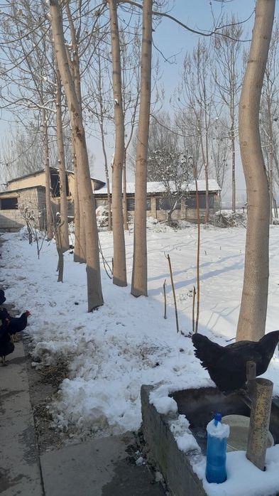 Pavloniya daraxtlari sotiladi.

Yoshi: 3.5–4 yillik
Qalinligi: 2,5–3 q