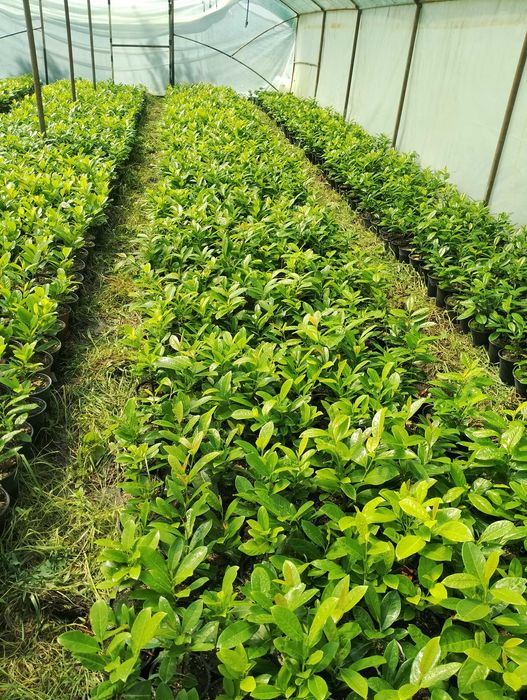 Лавровишна жив плет новита и кавказика 4лв