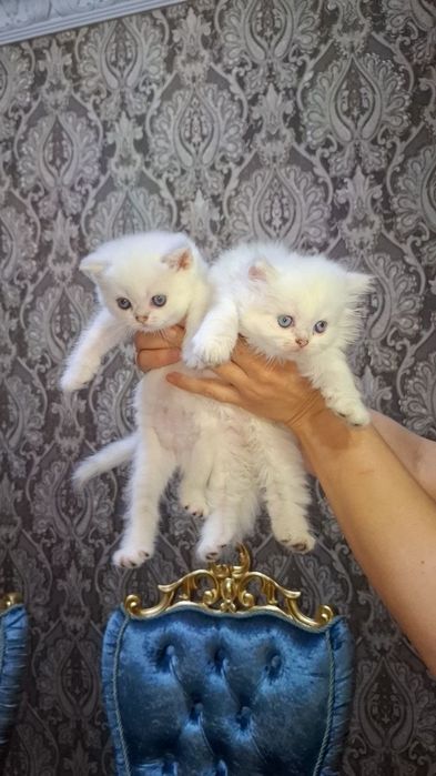 Соткада британчалар