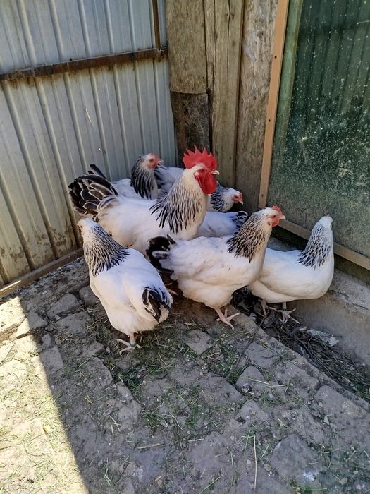 Ofertă!!!Ouă pentru incubat găini sussex