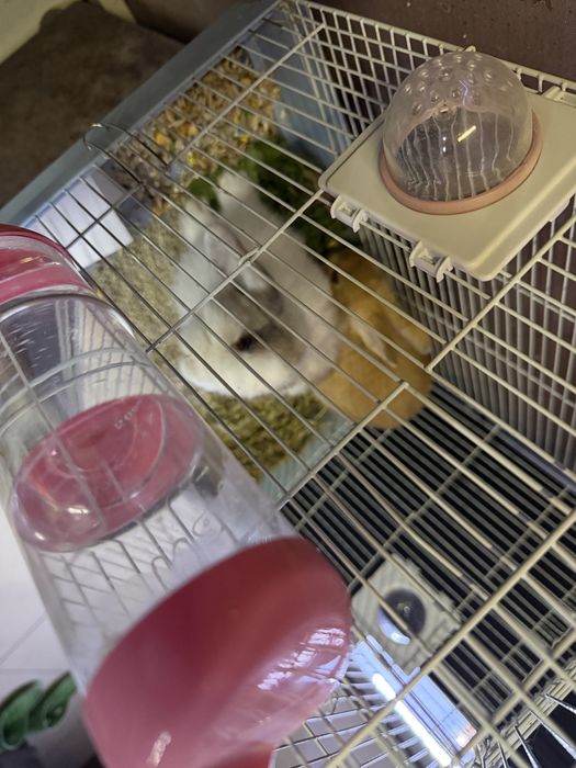 Кролики Мини домашние Живая Игрушка