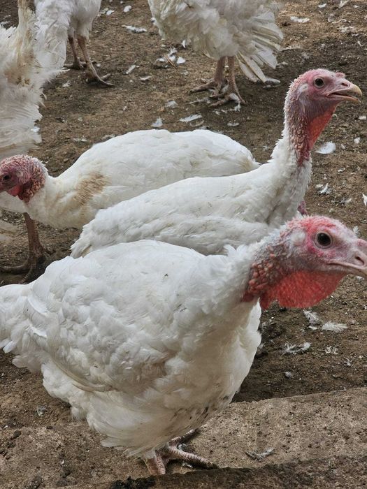 Curcani albi de carne