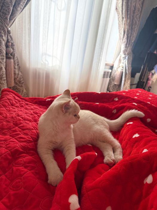 Заголовок объевления