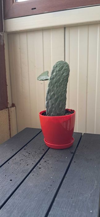 Кактуси, големи, красиви.