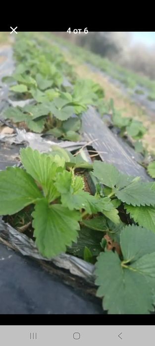 Продавам расад ягоди и малини