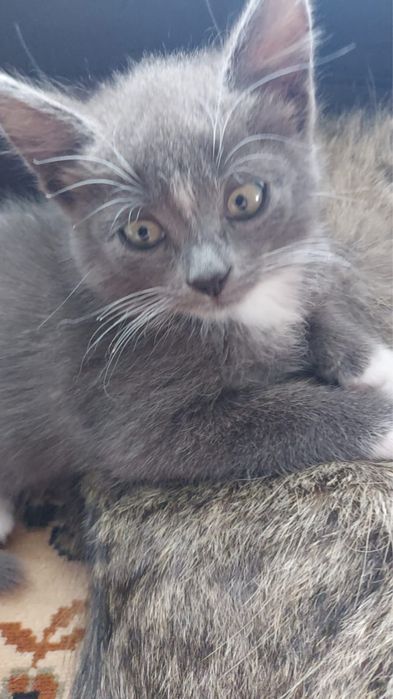 Котята 2 месяца малышам