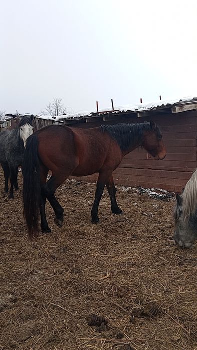 Продается жеребец.